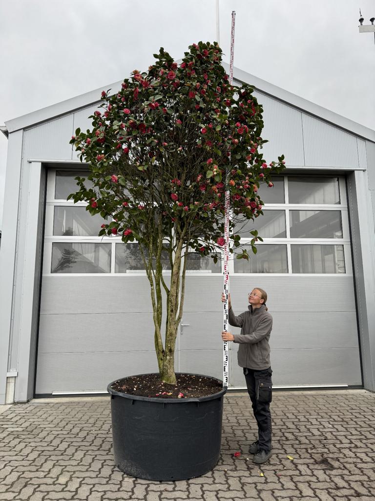 Camellia japonica Pilzform dunkelrosa