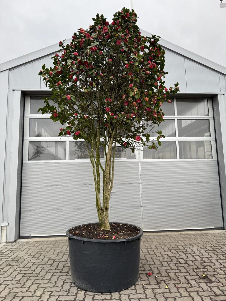 Camellia japonica Pilzform dunkelrosa