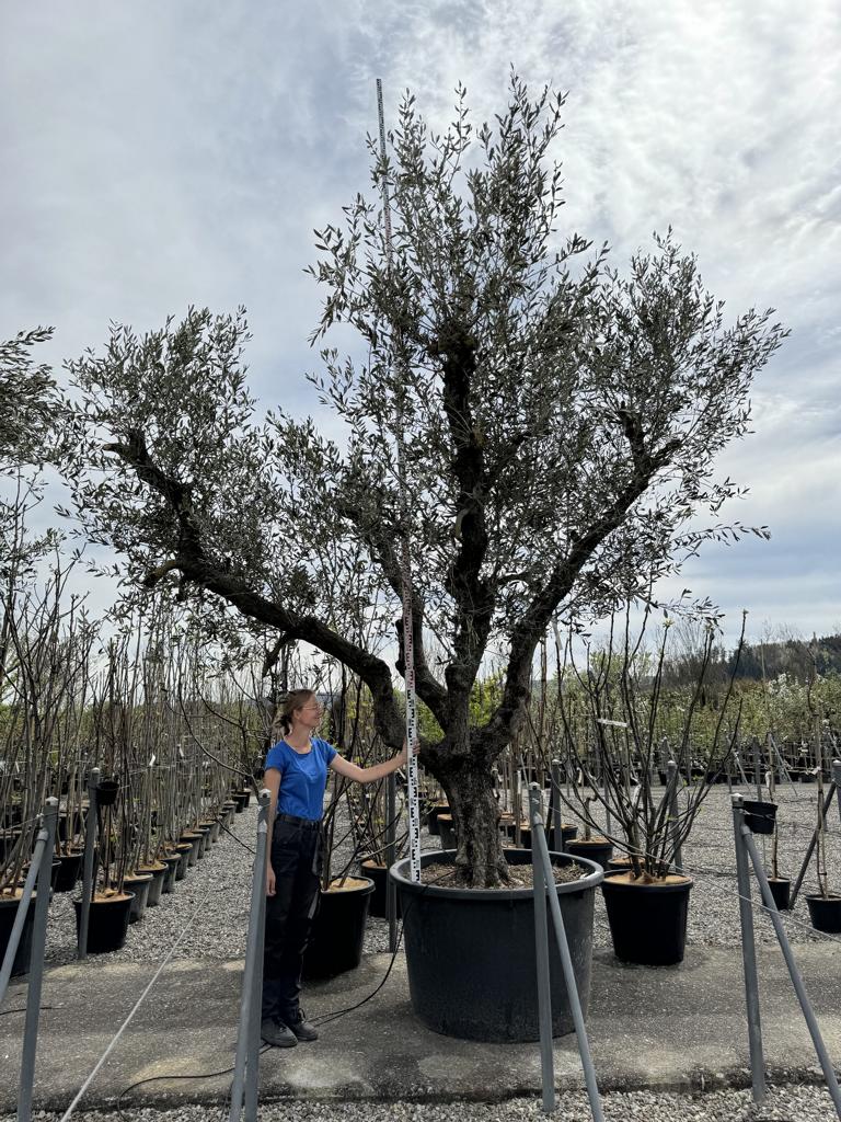 Olea europaea