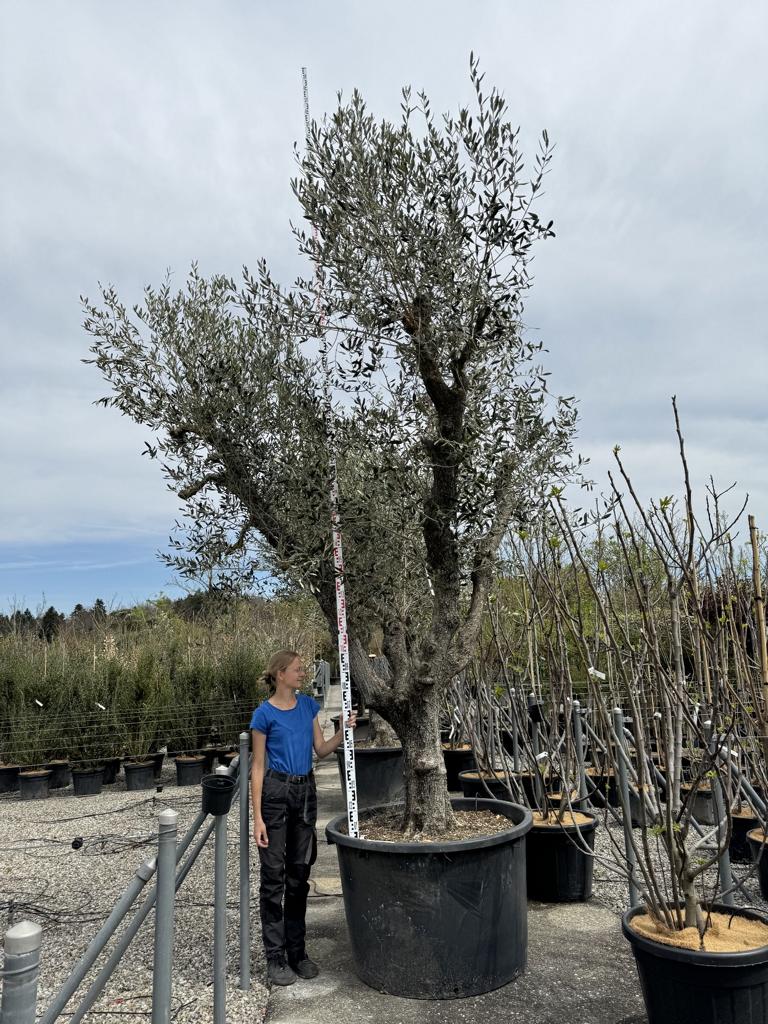 Olea europaea