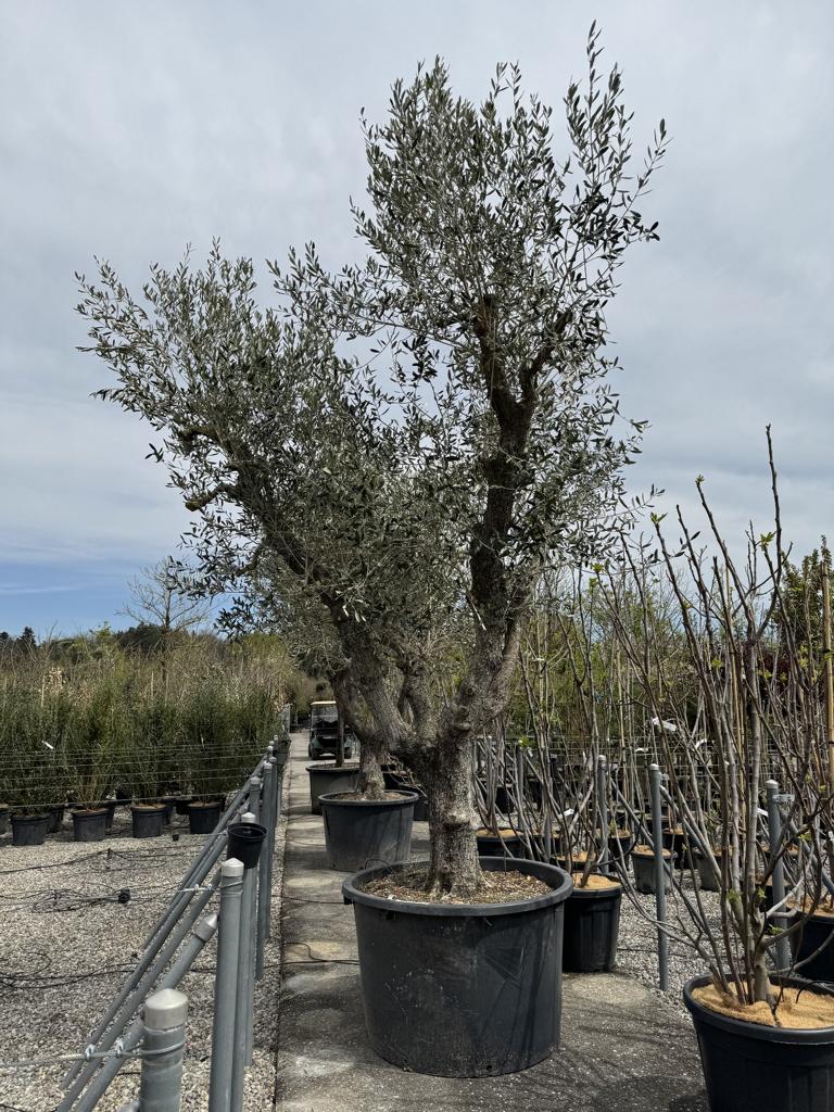 Olea europaea