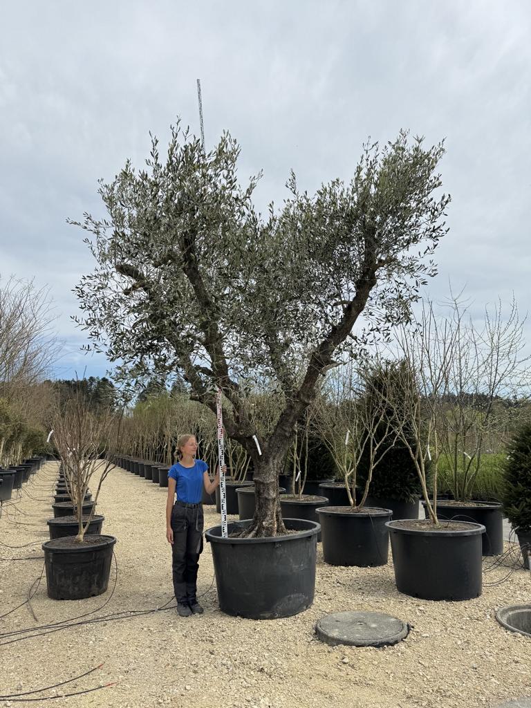 Olea europaea