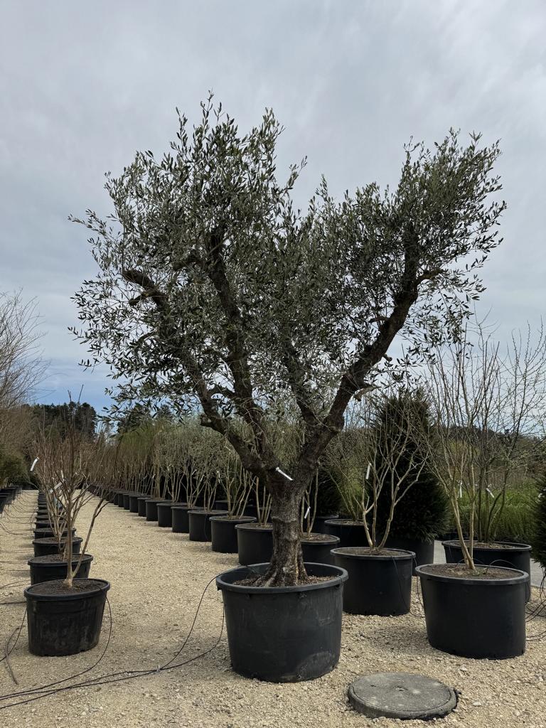Olea europaea