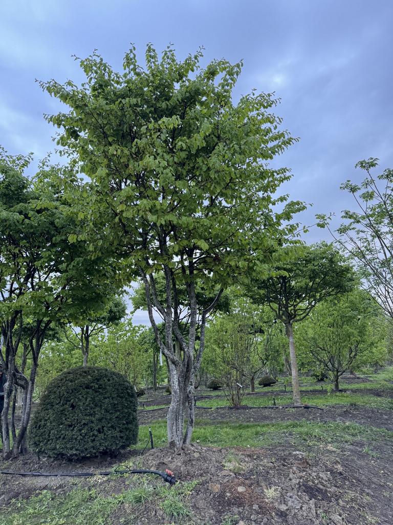 Parrotia persica Schirmform