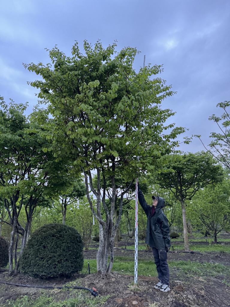 Parrotia persica Schirmform