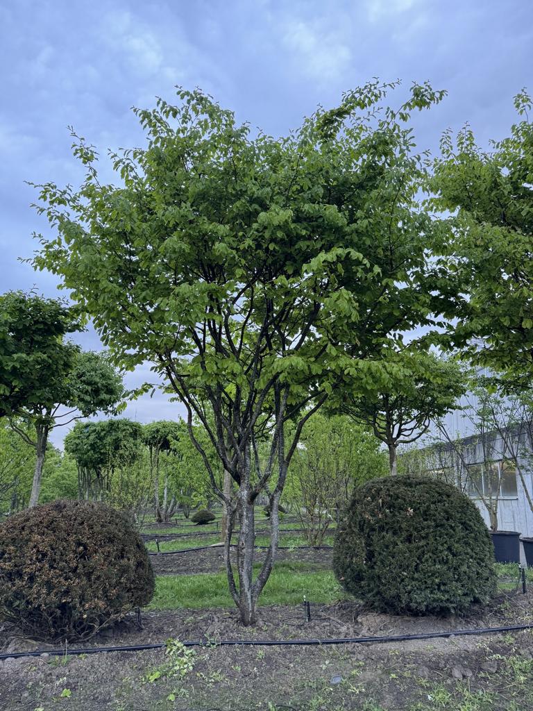 Parrotia persica Schirmform