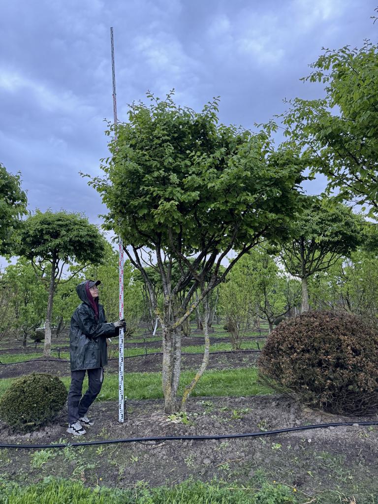 Parrotia persica Schirmform