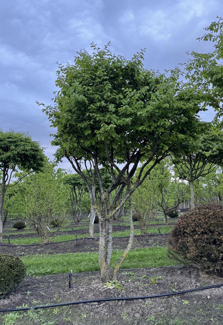 Parrotia persica Schirmform