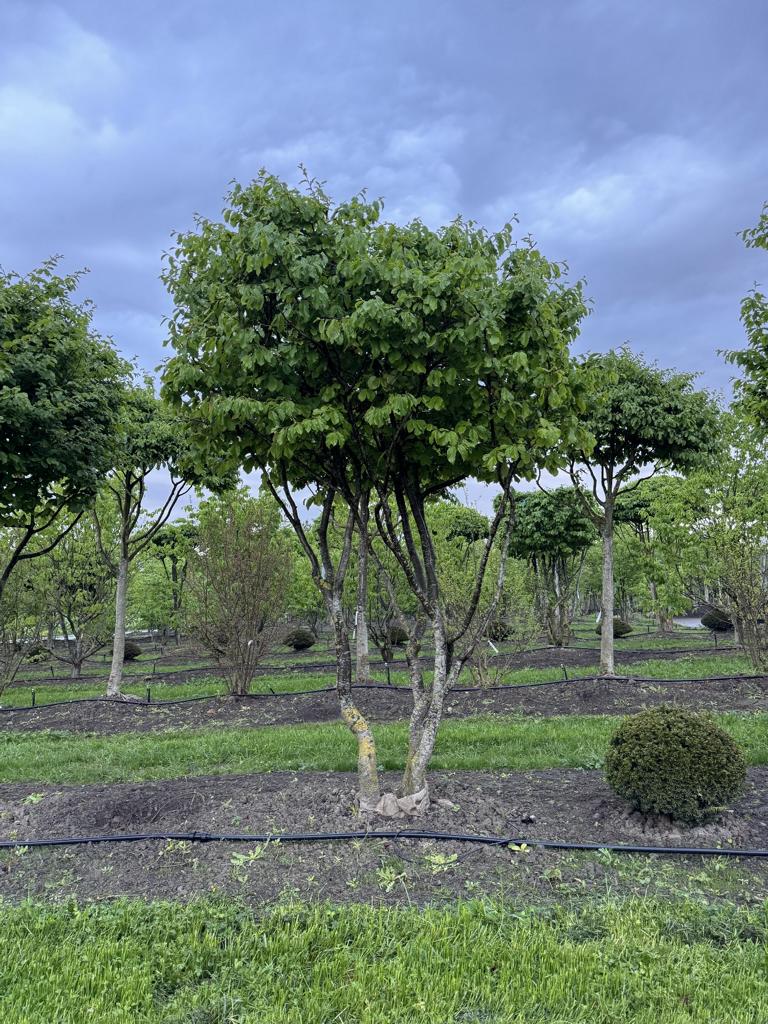 Parrotia persica Schirmform