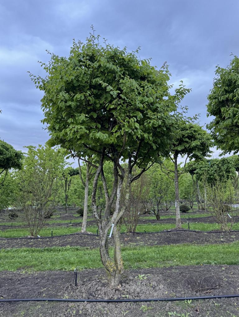 Parrotia persica Schirmform