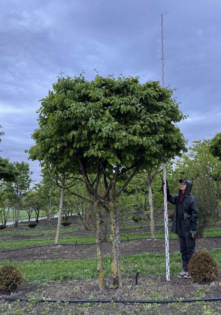 Parrotia persica Schirmform