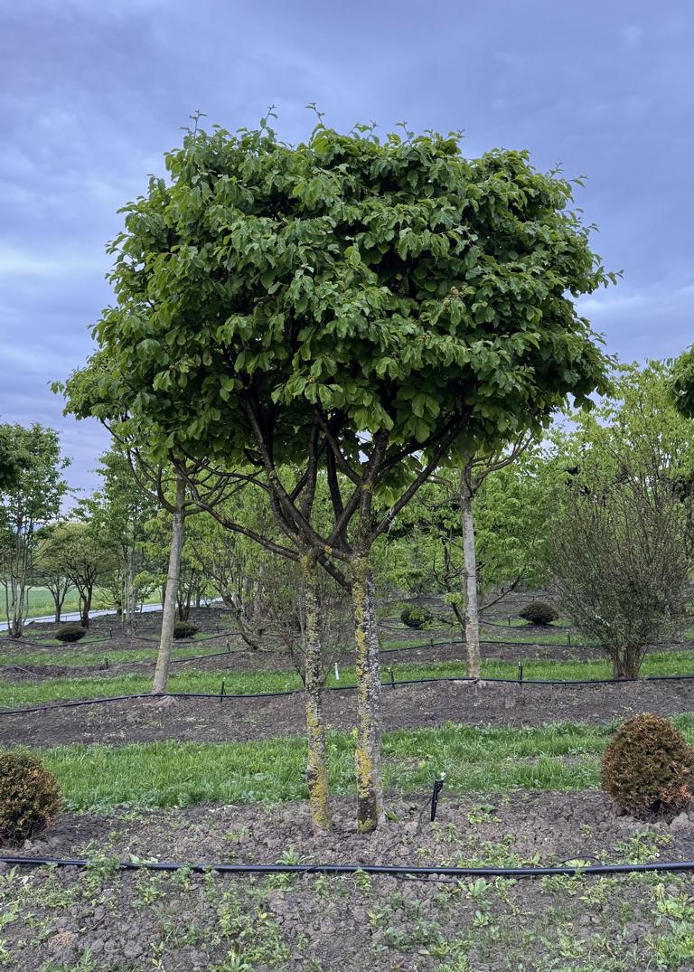 Parrotia persica Schirmform