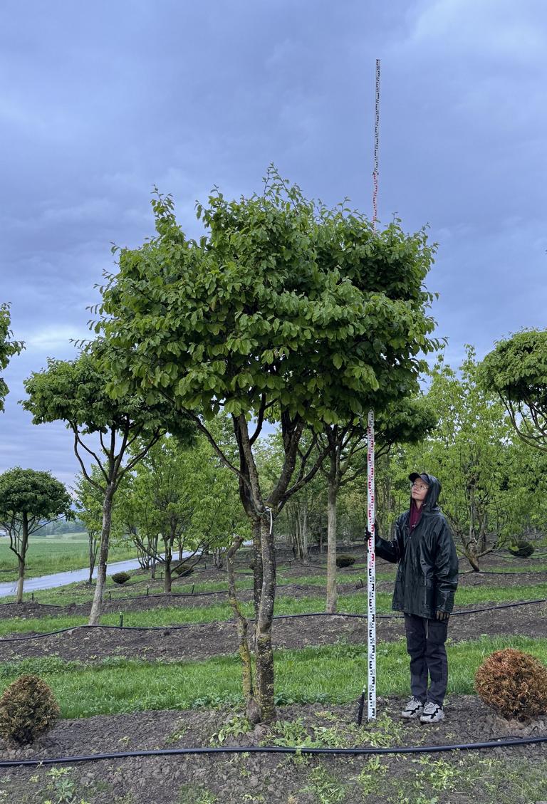 Parrotia persica Schirmform