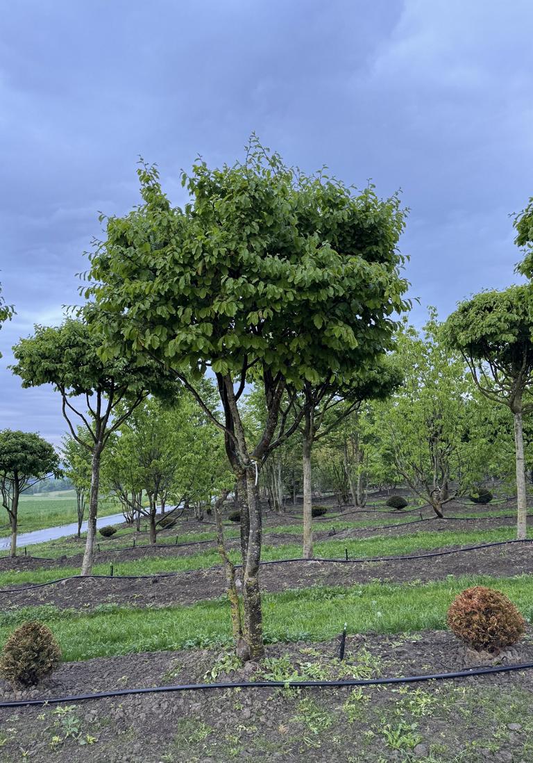 Parrotia persica Schirmform