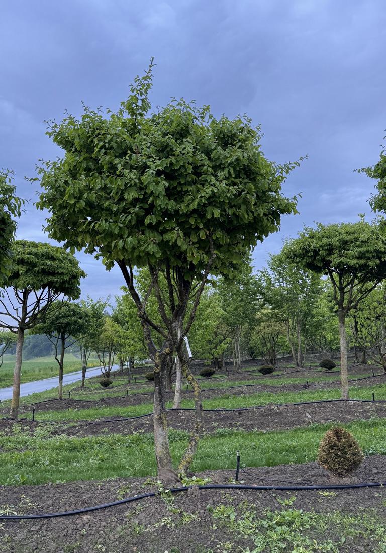 Parrotia persica Schirmform