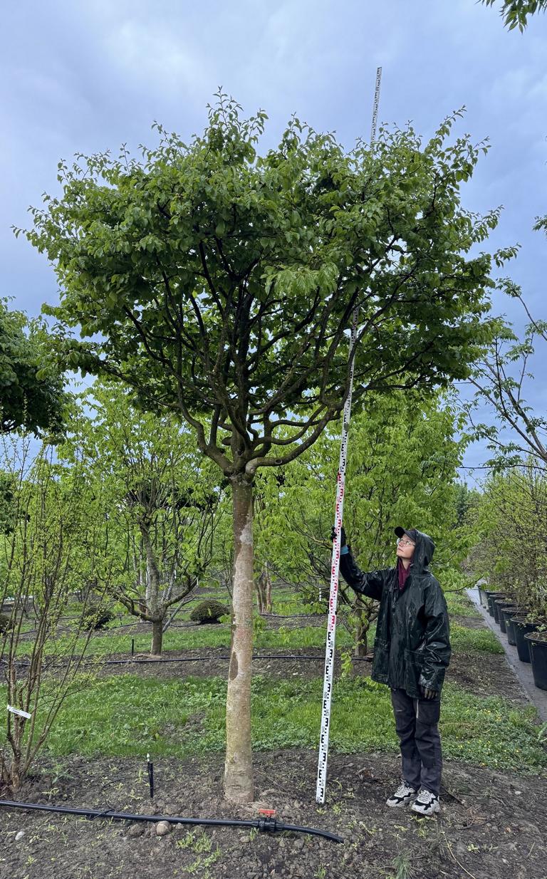 Parrotia persica Schirmform