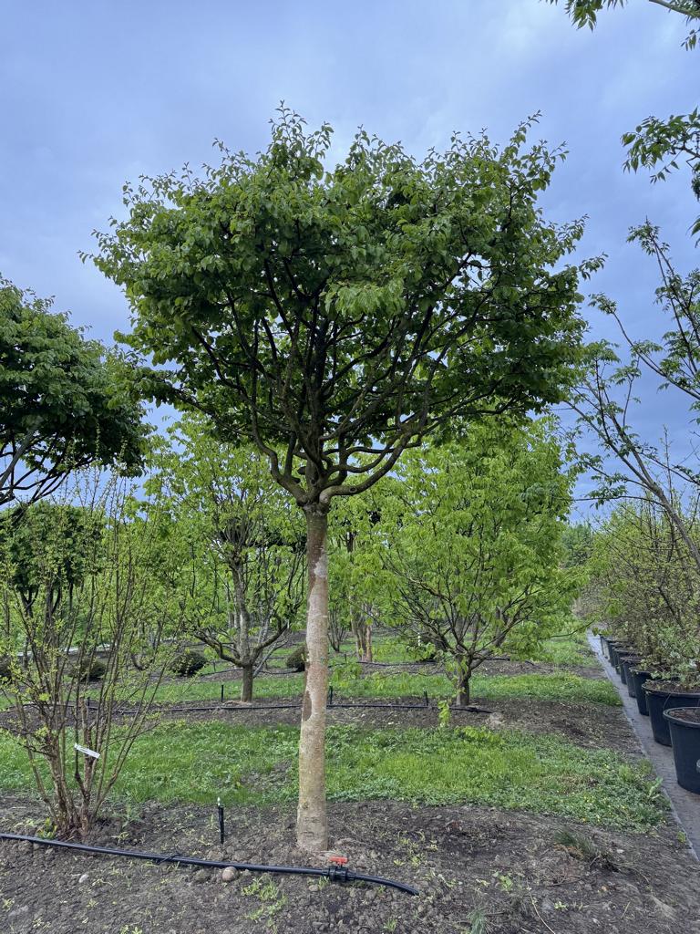 Parrotia persica Schirmform