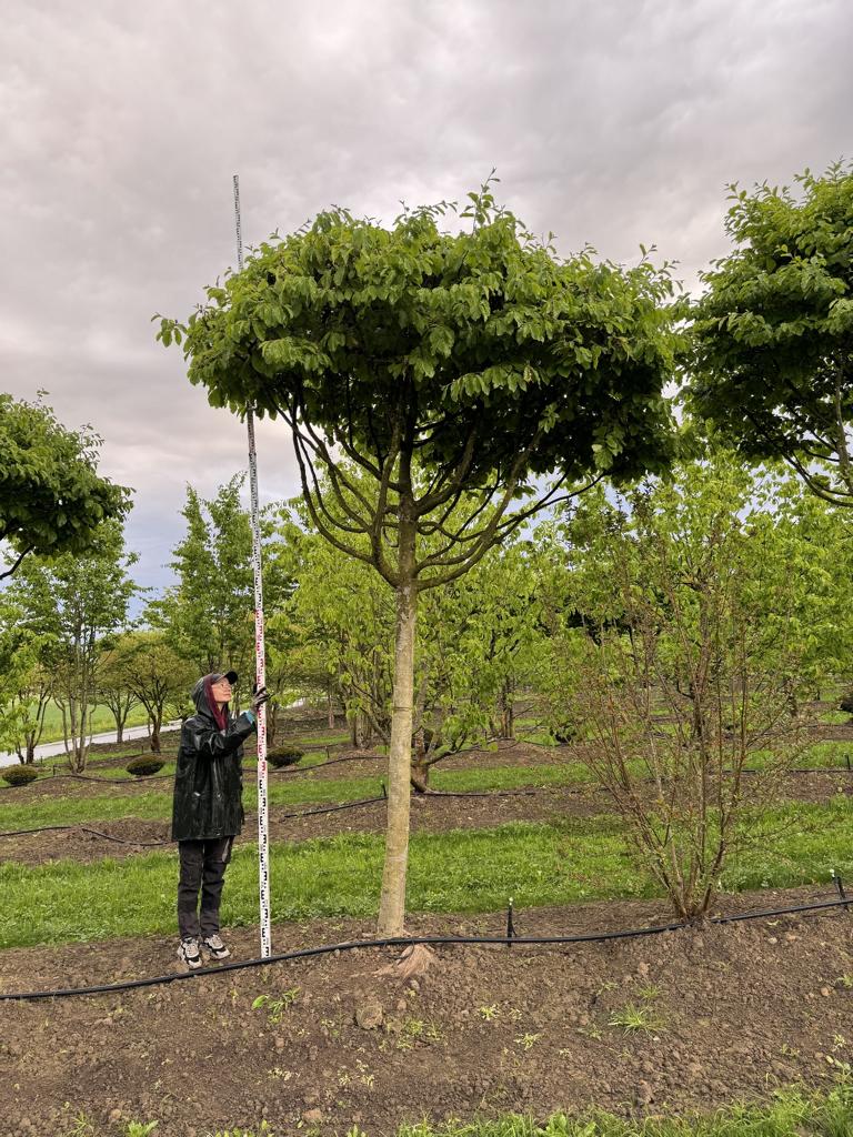 Parrotia persica Schirmform