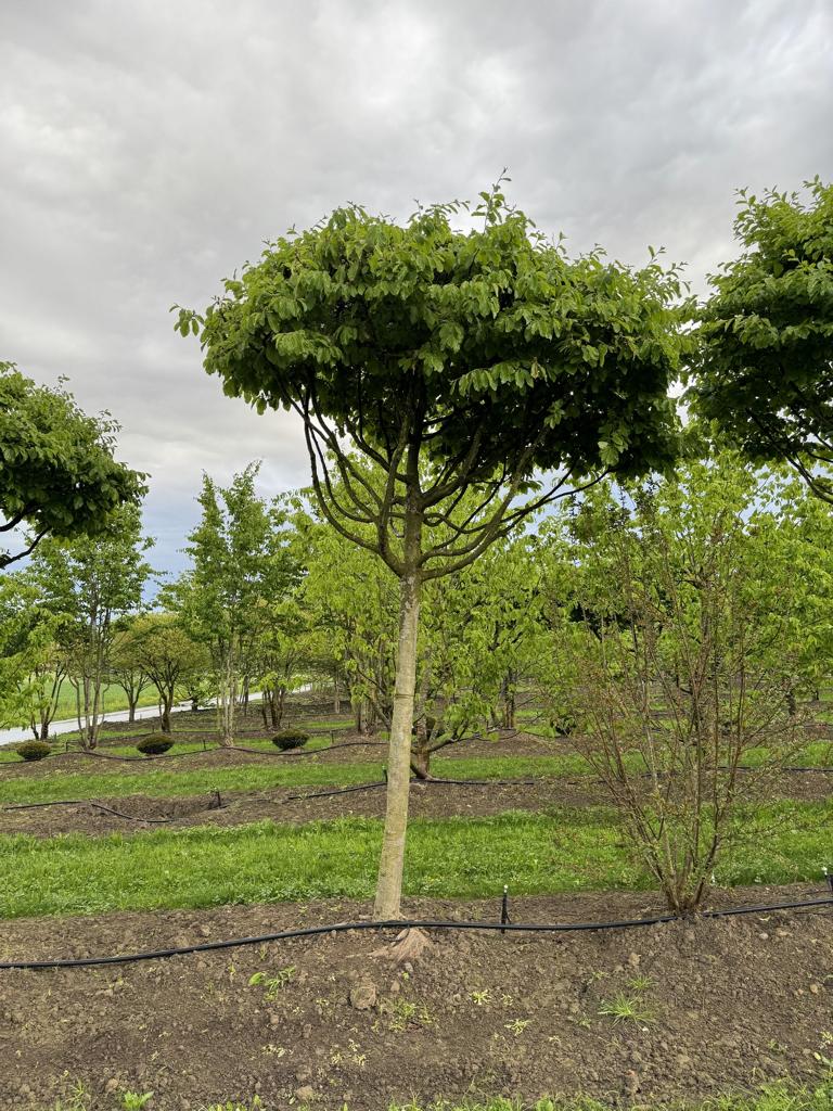 Parrotia persica Schirmform