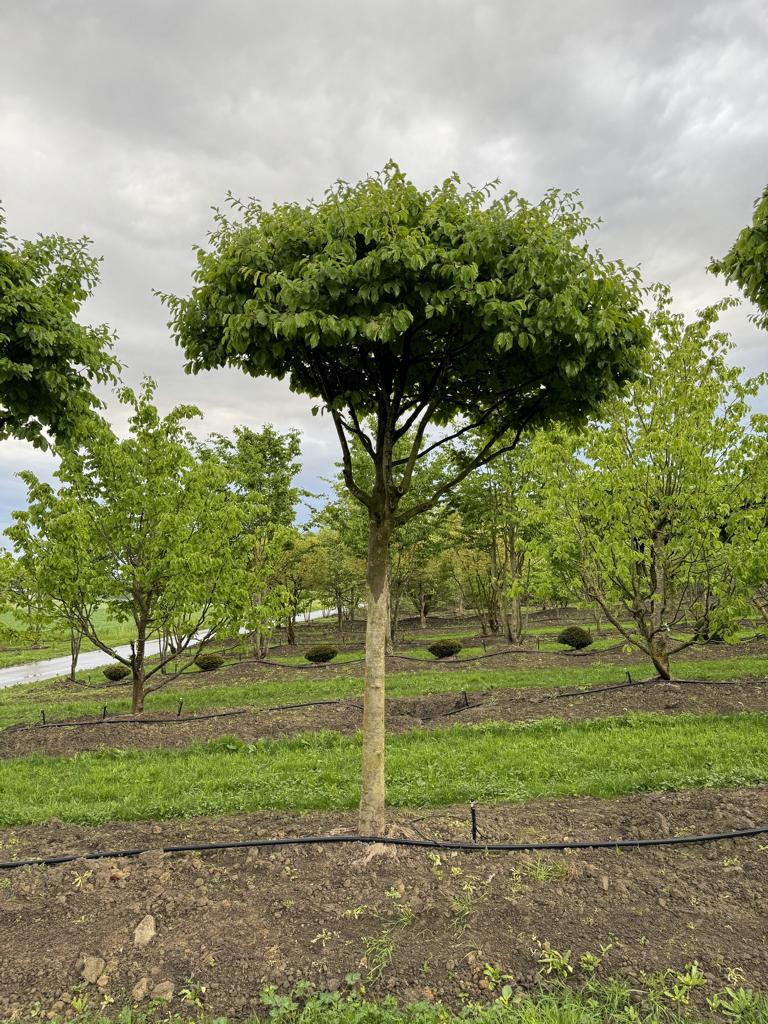 Parrotia persica Schirmform