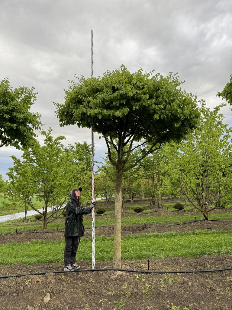 Parrotia persica Schirmform
