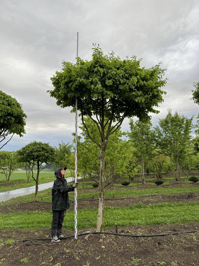 Parrotia persica Schirmform