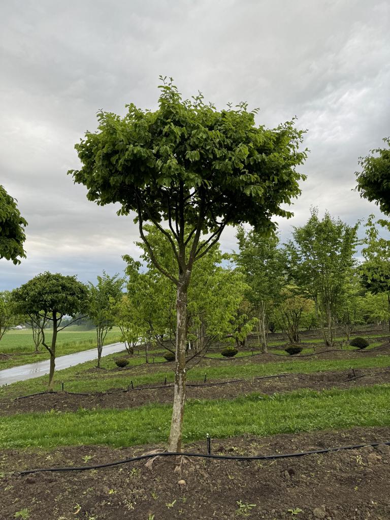 Parrotia persica Schirmform