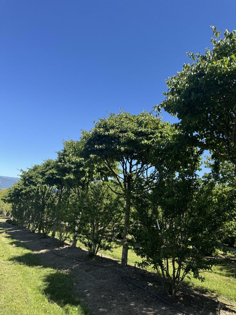 Parrotia persica Schirmform