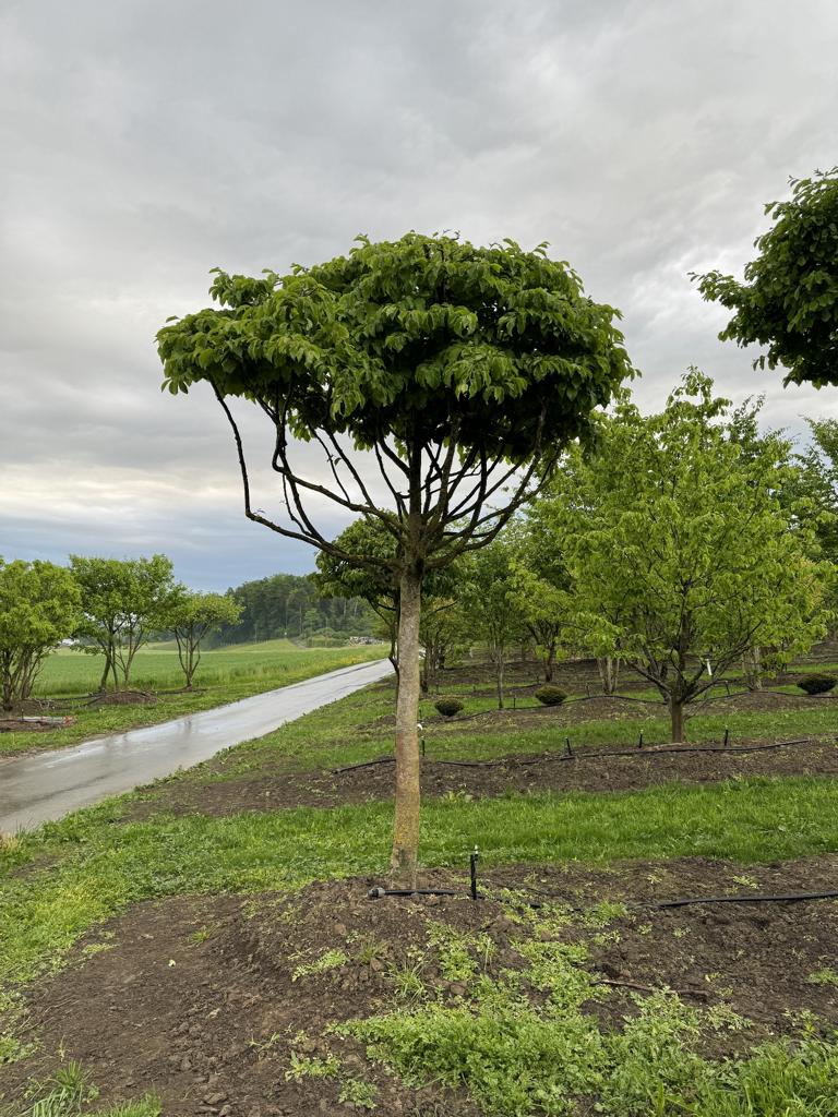 Parrotia persica Schirmform