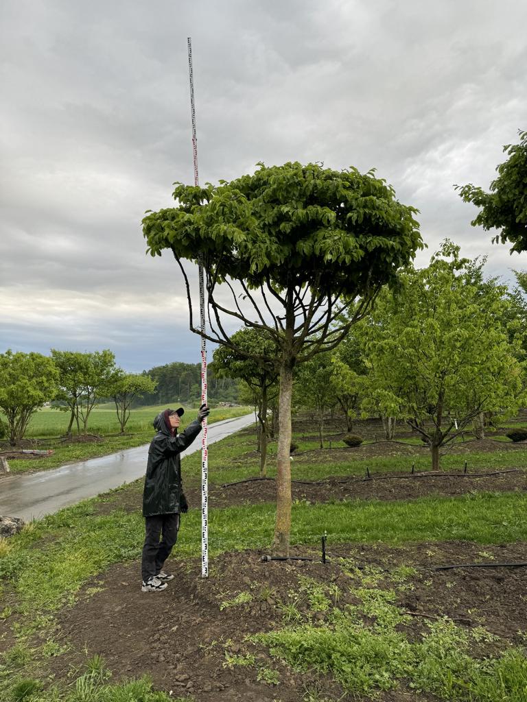 Parrotia persica Schirmform