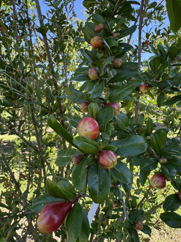 Punica granatum