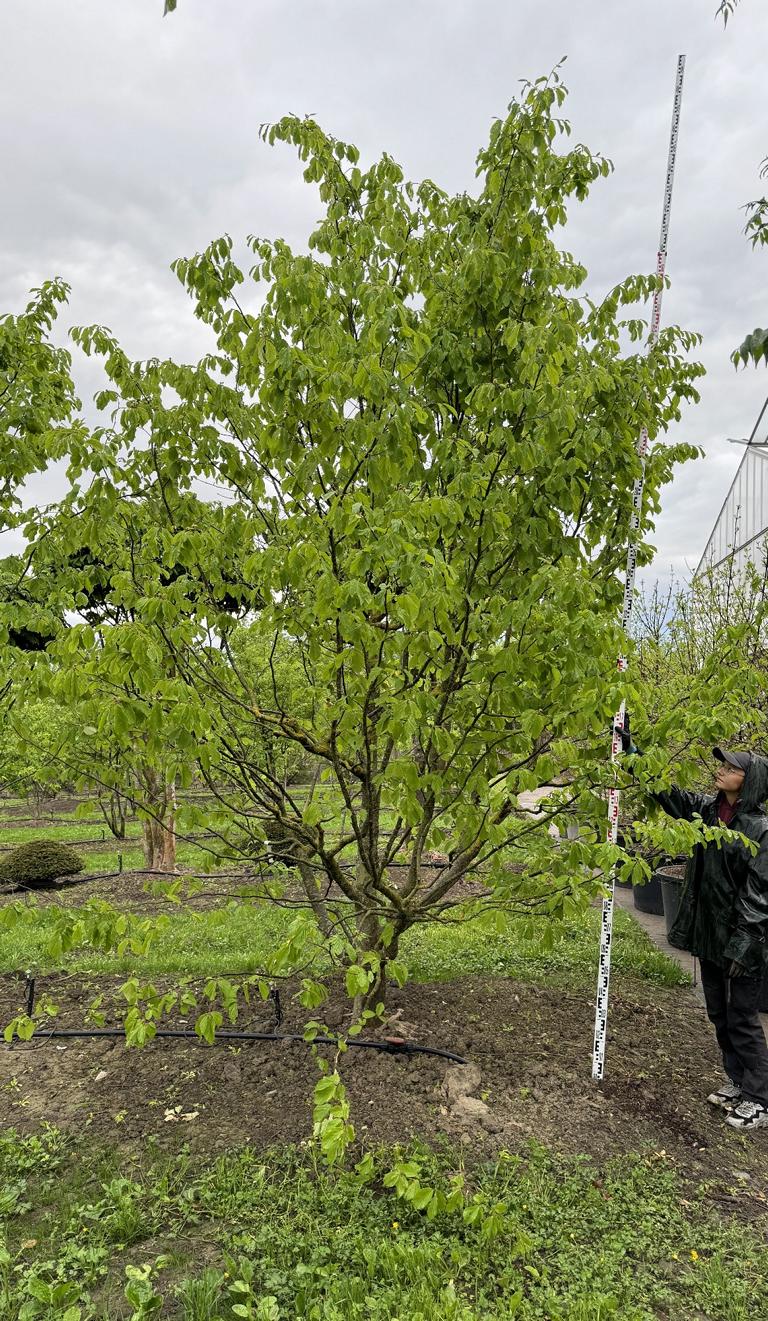 Parrotia persica Schirmform