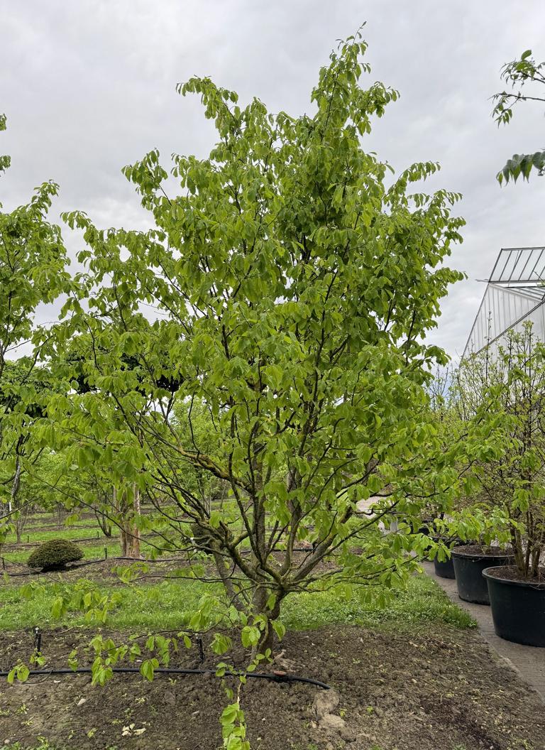 Parrotia persica Schirmform