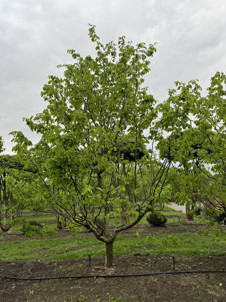 Parrotia persica Schirmform
