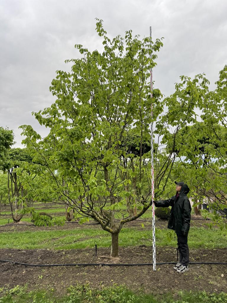Parrotia persica Schirmform