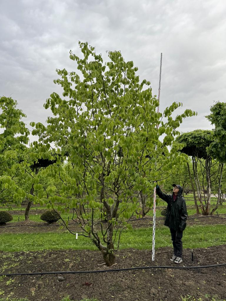 Parrotia persica Schirmform