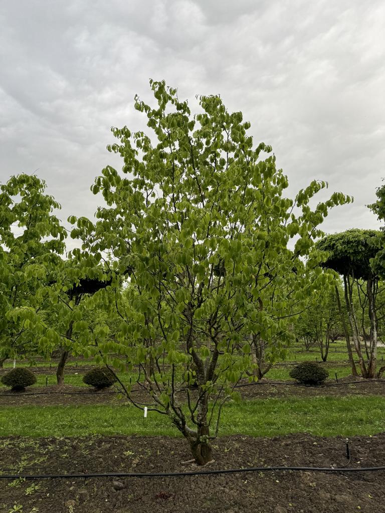 Parrotia persica Schirmform
