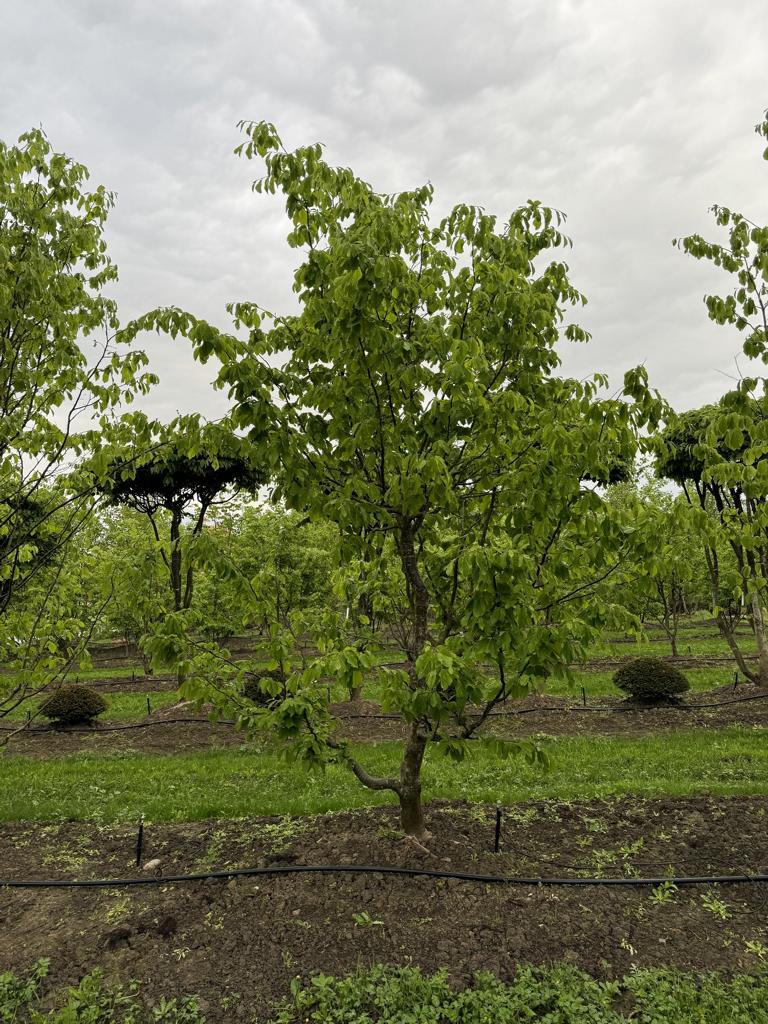 Parrotia persica Schirmform