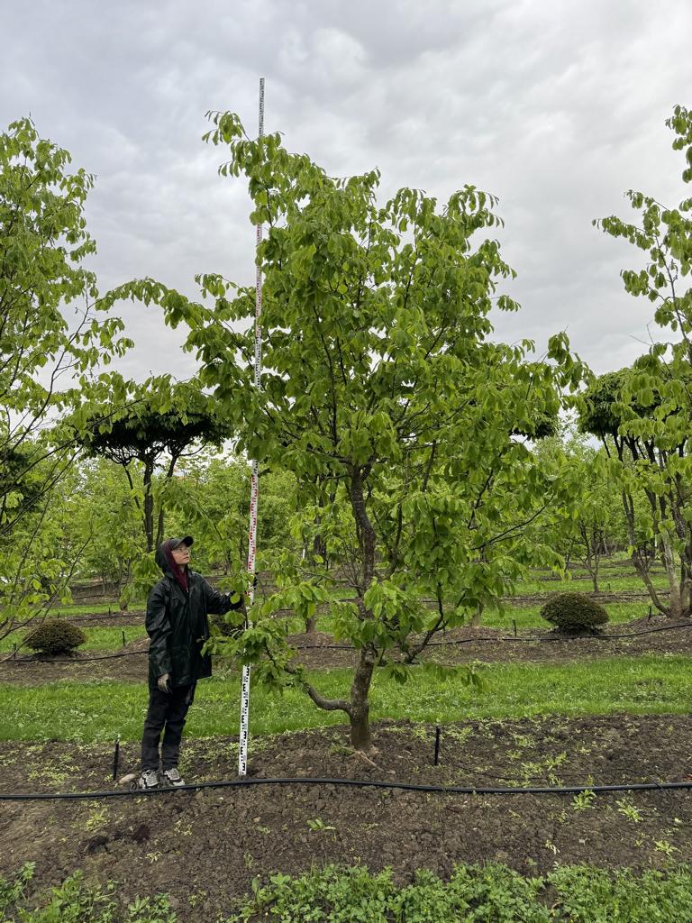 Parrotia persica Schirmform