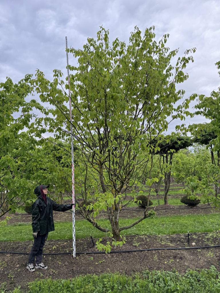 Parrotia persica Schirmform