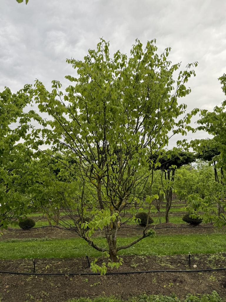 Parrotia persica Schirmform