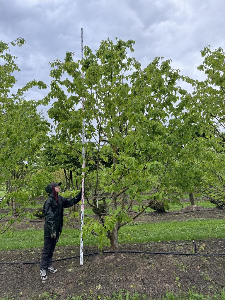 Parrotia persica Schirmform