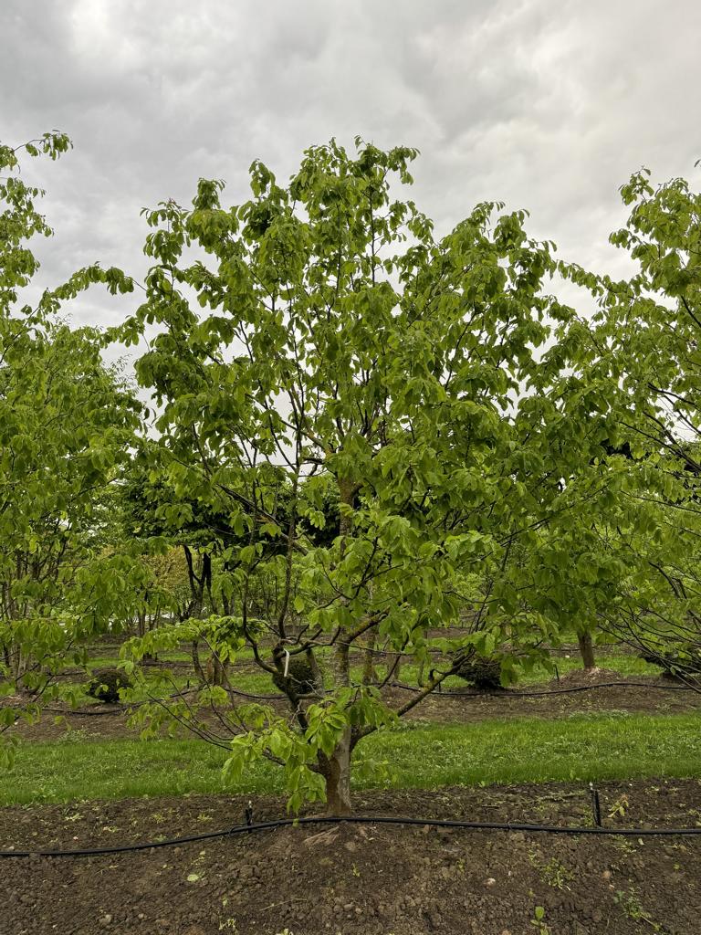 Parrotia persica Schirmform