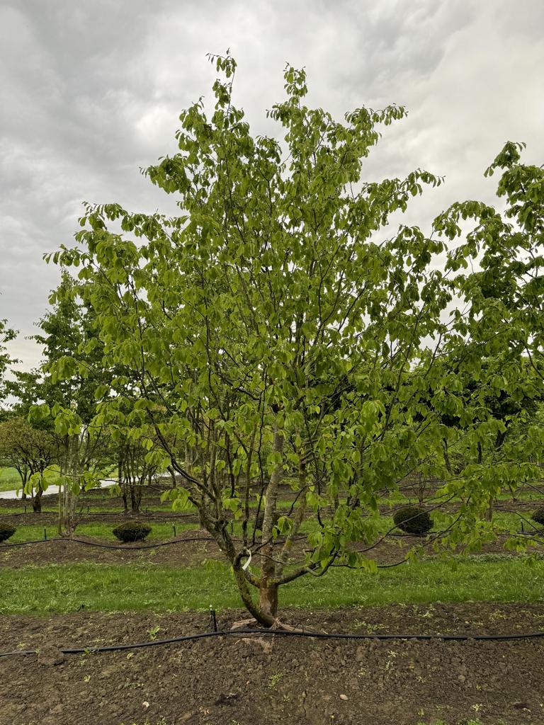 Parrotia persica Schirmform