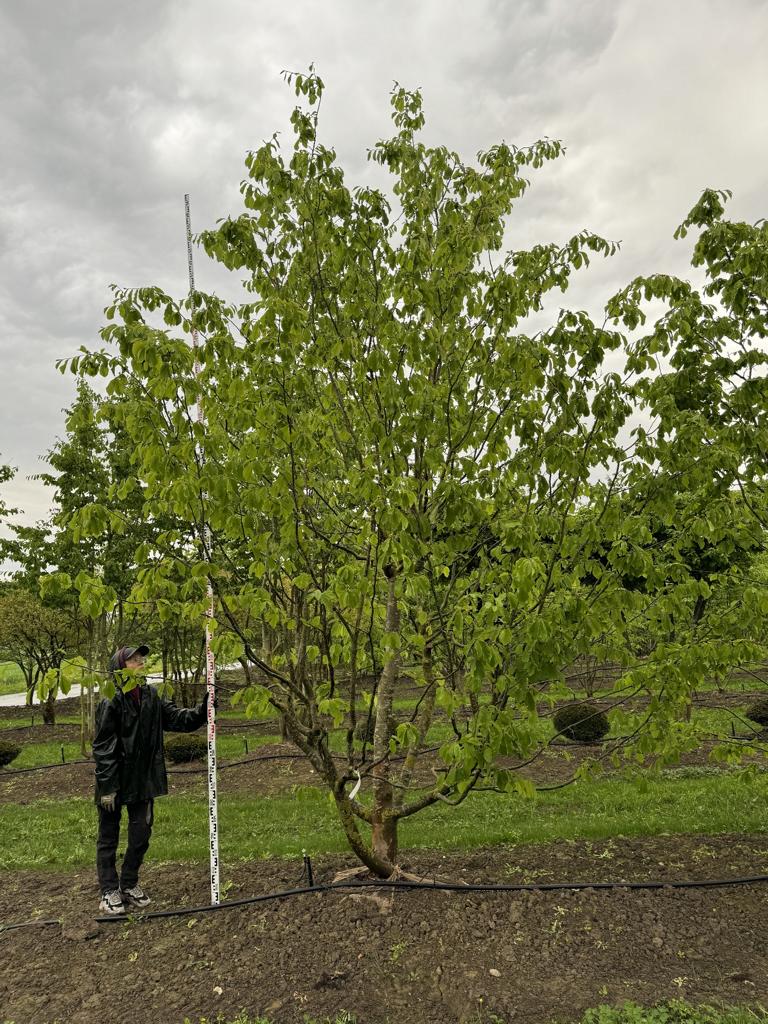 Parrotia persica Schirmform