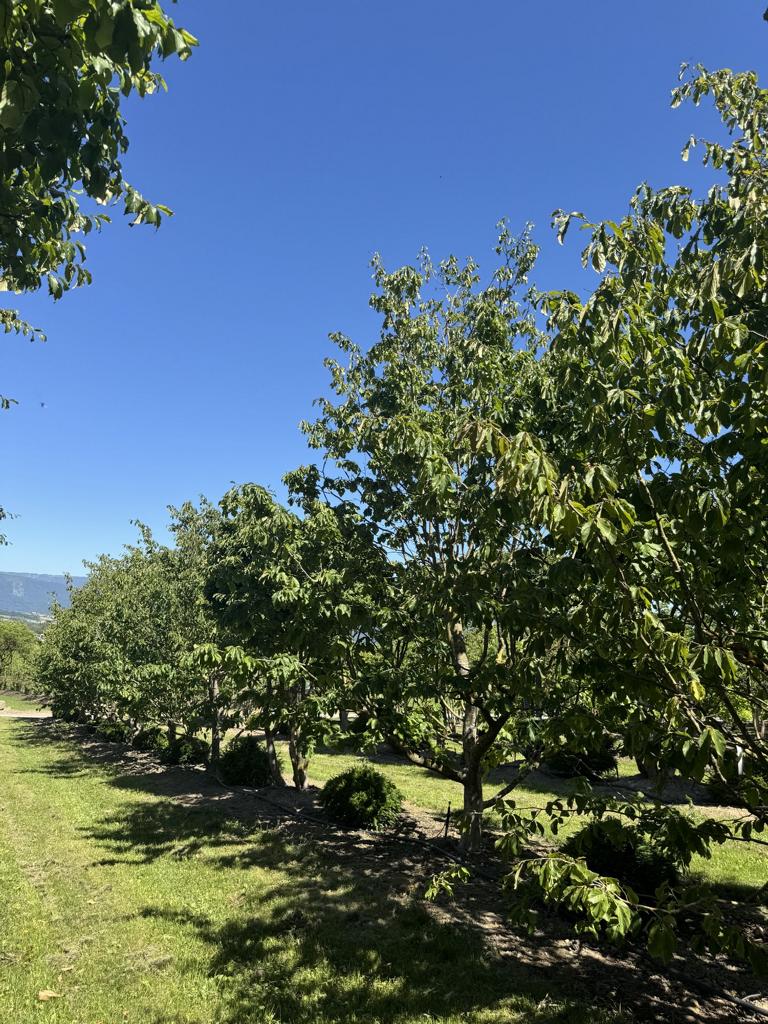 Parrotia persica Schirmform