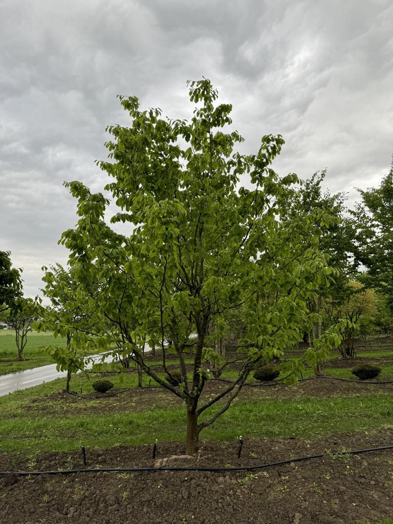 Parrotia persica Schirmform