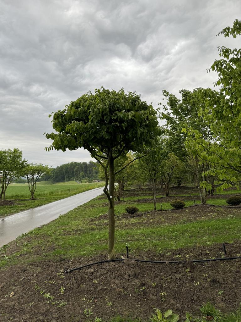 Parrotia persica Schirmform