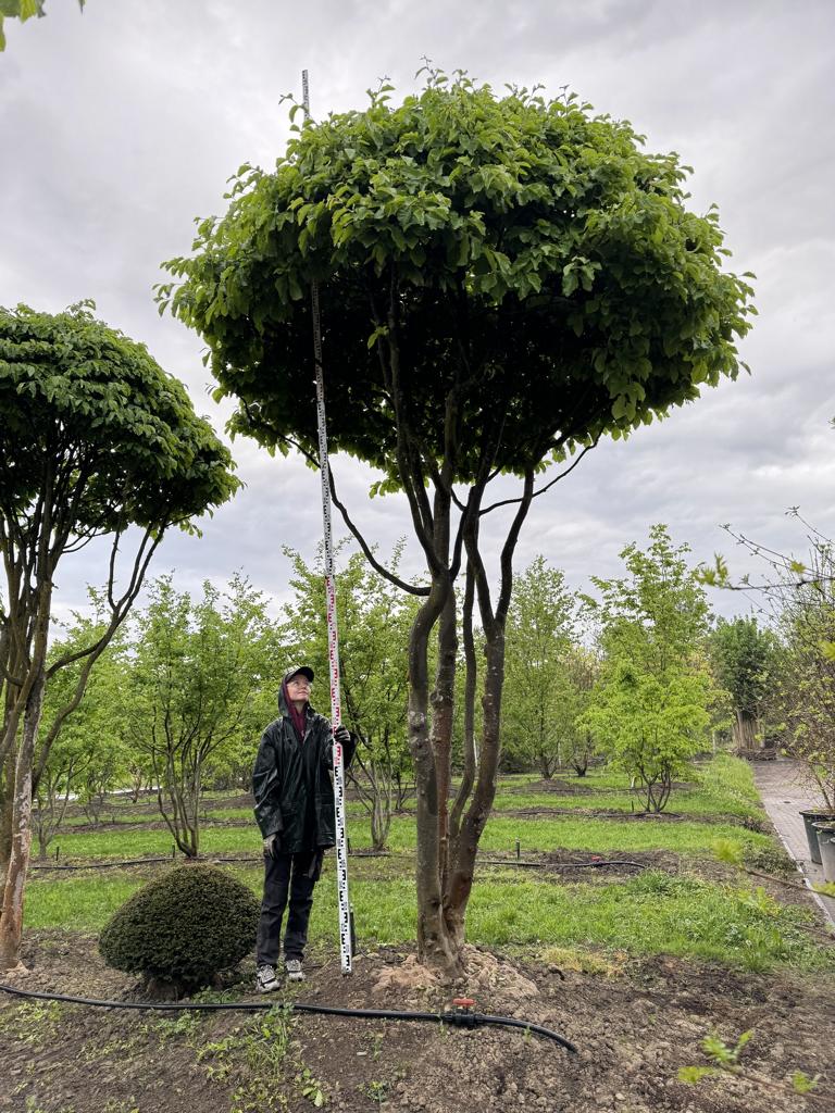 Parrotia persica Schirmform