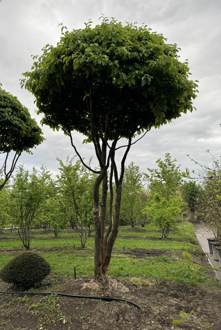 Parrotia persica Schirmform